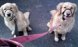 Two dogs wearing a Halti Head Collar