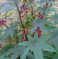 castorbean-leaf