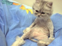 shaved_cat